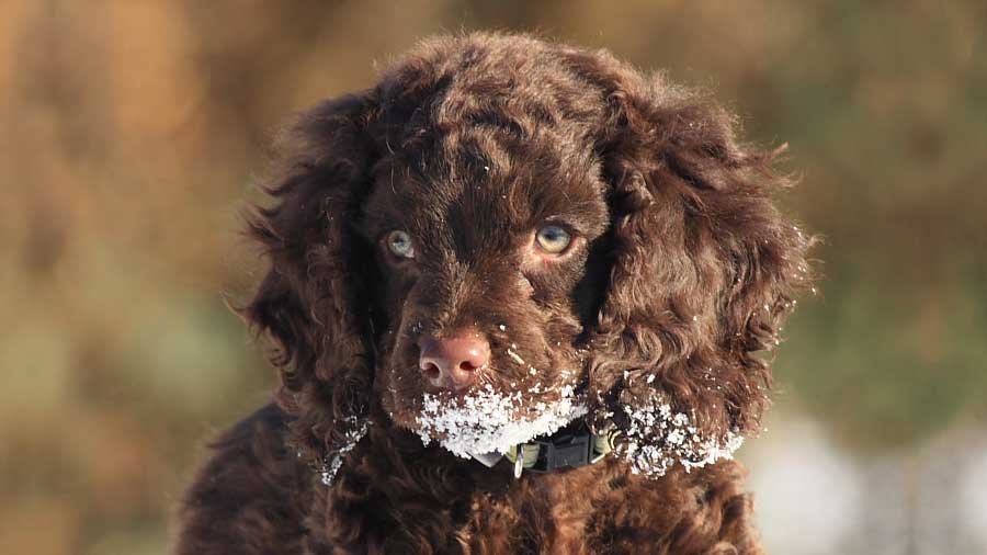 American Water Spaniel Images